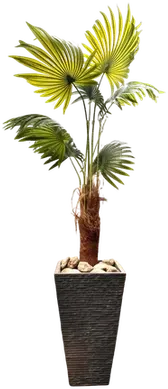 Mesina planter