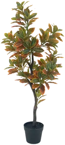 Croton