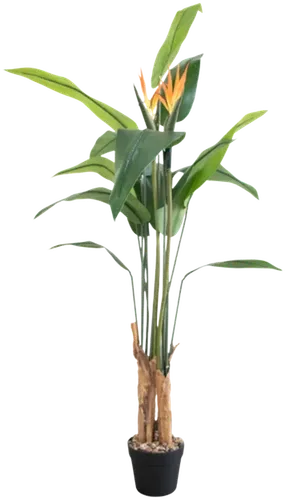Bird of paradise plant