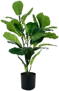 Fiddle-leaf fig