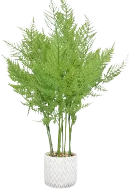 Fern