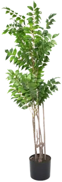 Ficus