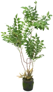 Ficus