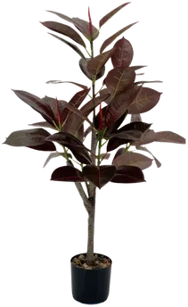 Ruby rubber plant