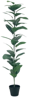Rubber plant
