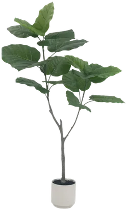 Ficus umbellata