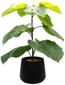 Ficus umbellata