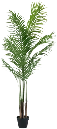 Palm tree