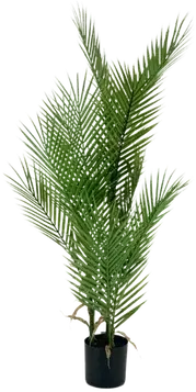 Palm tree