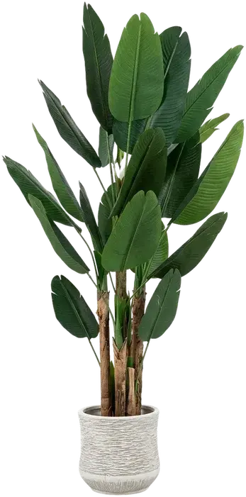 Green-leaf cane plant