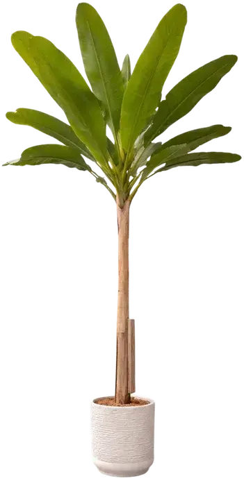 Banana plant with 25 leaves