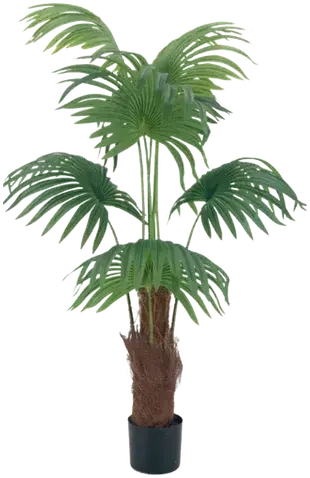 Livistona palm