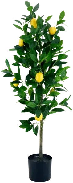 Lemon tree