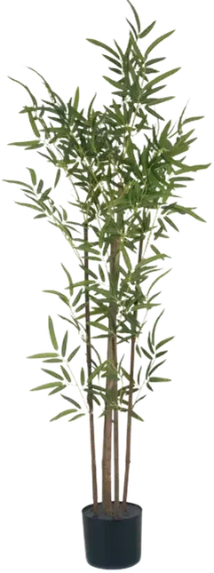 Bamboo