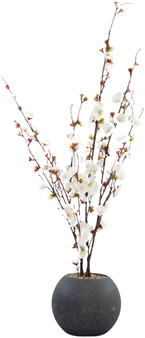 Cherry blossom