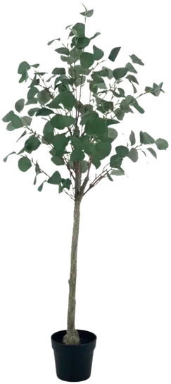 Eucalyptus
