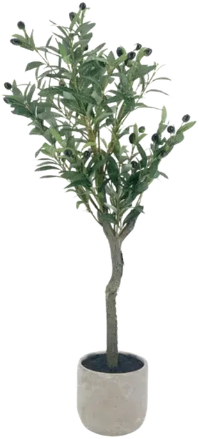 Olive tree