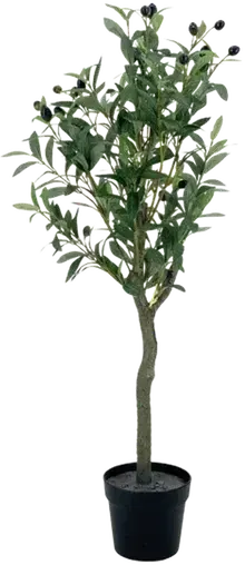 Olive tree