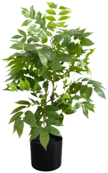 Medium spring ficus