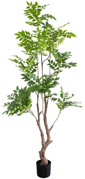 Spring ficus