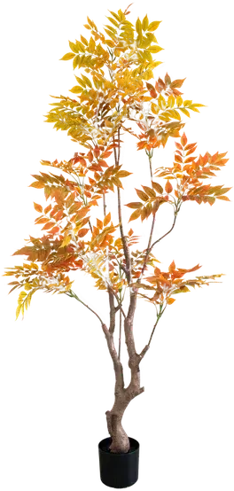 Autumn ficus