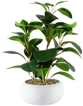 Ficus plant