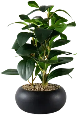 Ficus