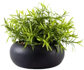 Rosemary plant