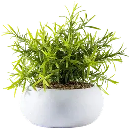Rosemary plant
