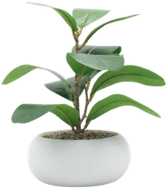 Ficus plant