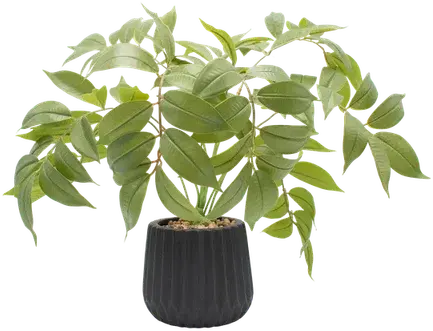 Weeping fig in a vase