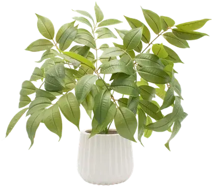 Weeping fig in a vase