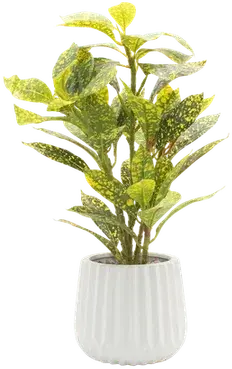 Croton in a vase