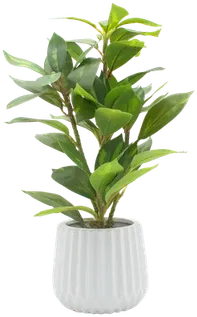 ZZ plant