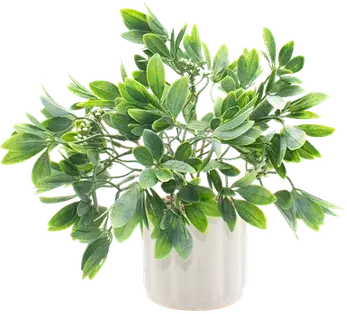 Pittosporum in a vase