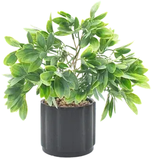 Pittosporum in a vase