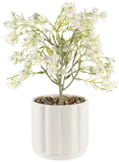 Velodenovia flower arrangement