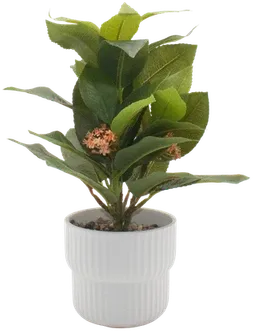 Coffee plant in a vase
