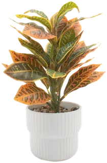 Croton in a vase