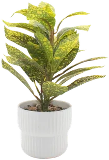 Croton in a vase