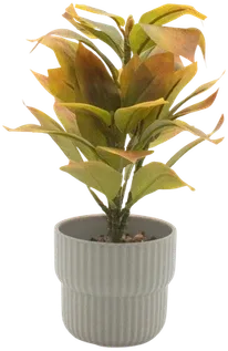Pereskia in a vase