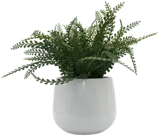 Fern in a vase