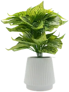 Fittonia in a vase