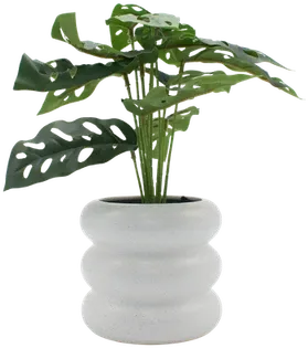 Monstera in a vase