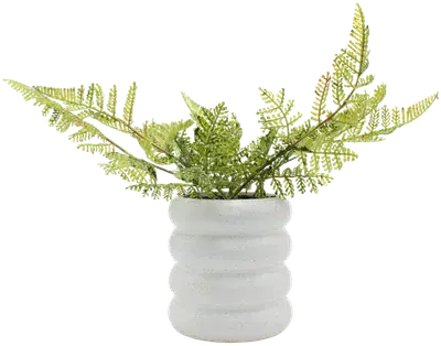 Boston fern in a vase