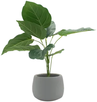 Potted philodendron