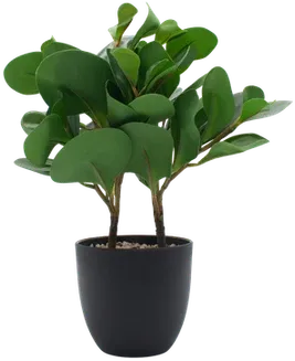 Potted jade plant