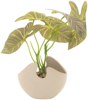 Potted Philodendron melanochrysum