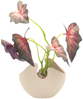 Potted Philodendron melanochrysum