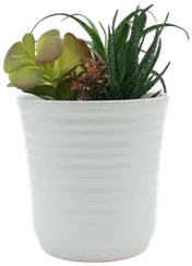 Succulent terrarium